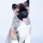 Cassiopeia-female-American-Akita-puppy-for-sale-1 (2)