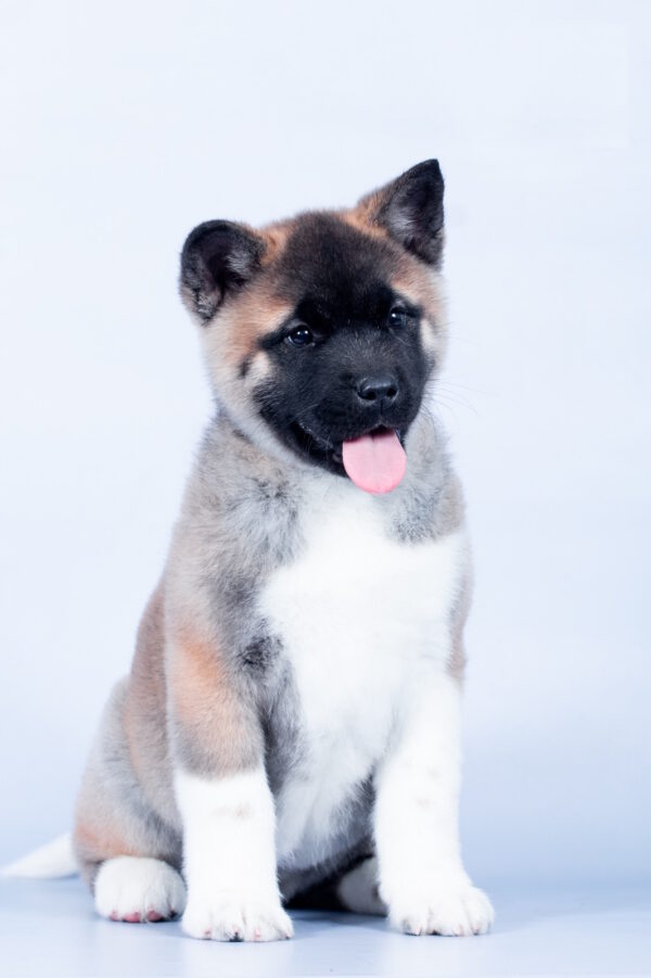 Cassiopeia American Akita Cassiopeia American Akita