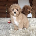 Celeste-female-maltipoo-puppy-for-sale-1 (2)