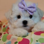 Centurion-male-maltesse-puppy-for-sale-1 (1)