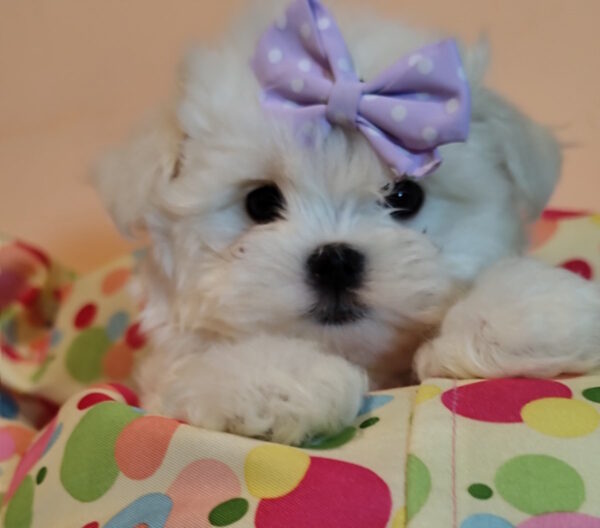 Centurion Maltese Centurion Maltese