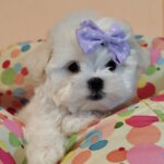 Centurion-male-maltesse-puppy-for-sale-1 (2)