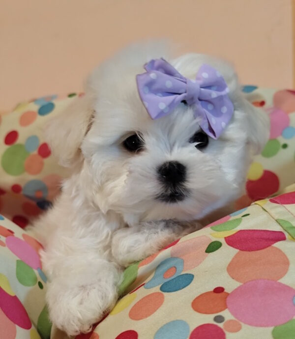 Centurion Maltese Centurion Maltese