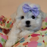 Centurion-male-maltesse-puppy-for-sale-1 (3)