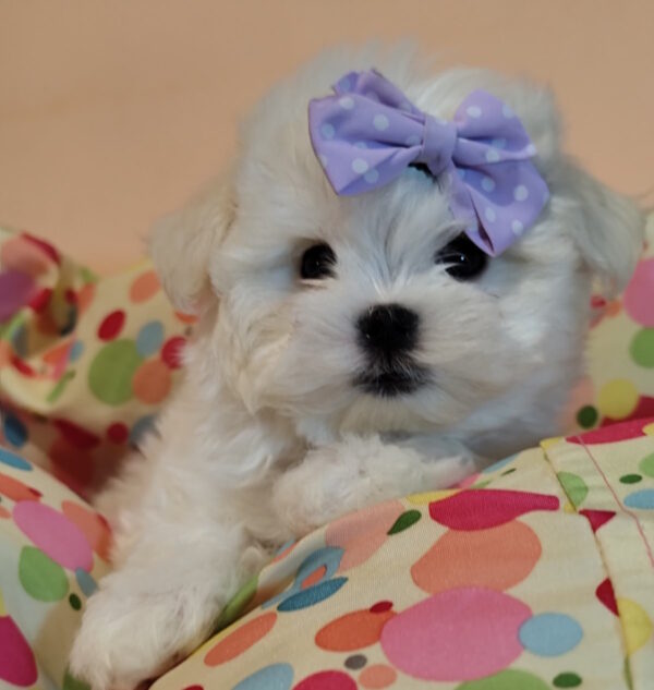 Centurion Maltese Centurion Maltese