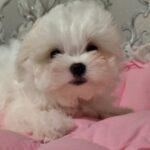 Cepheus-male-maltesse-puppy-for-sale-1 (1)