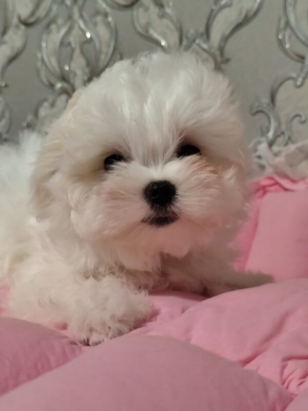 Cepheus Maltese Cepheus Maltese