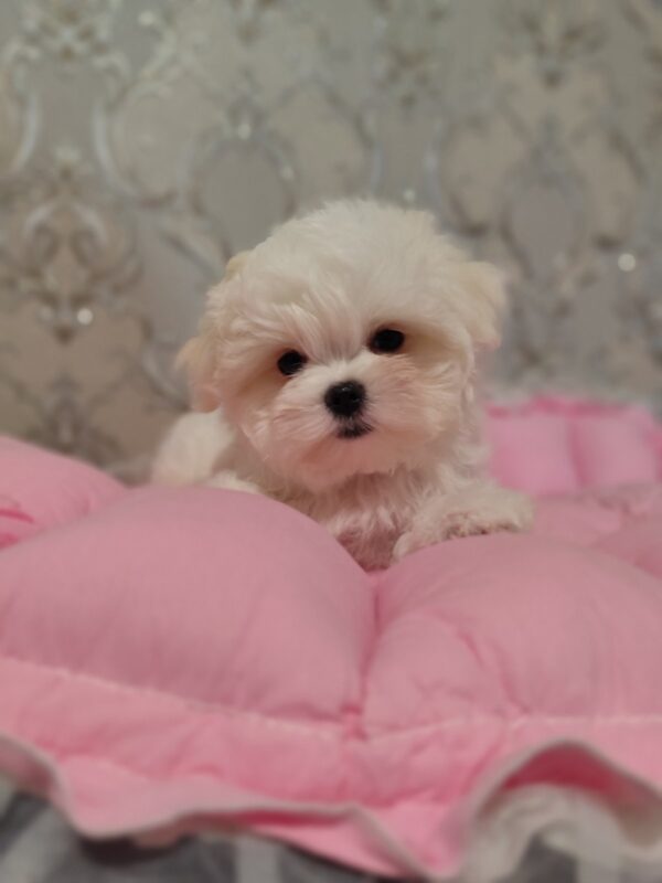 Cepheus Maltese Cepheus Maltese