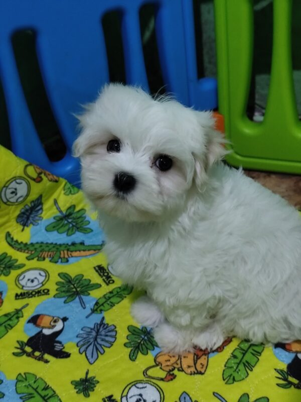 Ceylon Maltese Ceylon Maltese