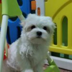 Ceylon-male-maltesse-puppy-for-sale-1 (2)