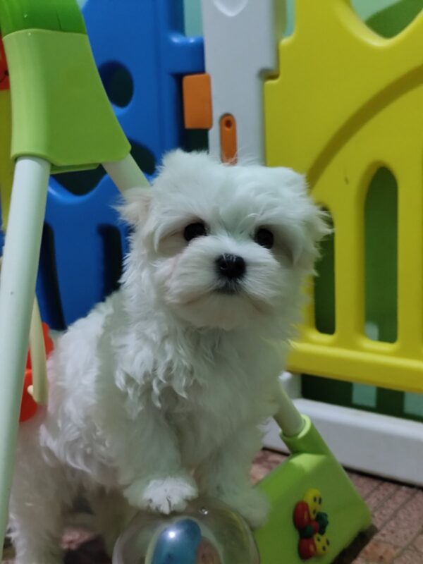 Ceylon Maltese Ceylon Maltese