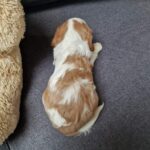 Chanel-female-Cavalier-King-Charles-Spaniel-puppy-for-sale-1 (1)