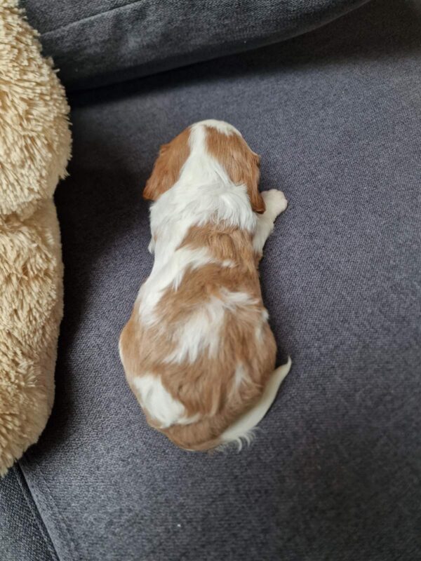 Chanel Cavalier King Charles Spaniel Chanel Cavalier King Charles Spaniel