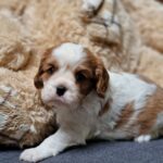Chanel-female-Cavalier-King-Charles-Spaniel-puppy-for-sale-1 (2)