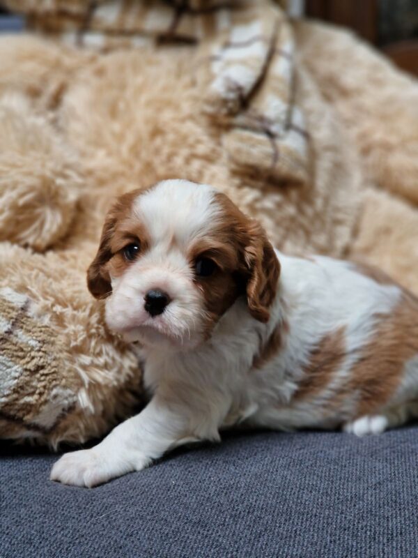 Chanel Cavalier King Charles Spaniel Chanel Cavalier King Charles Spaniel