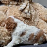 Chanel-female-Cavalier-King-Charles-Spaniel-puppy-for-sale-1 (3)