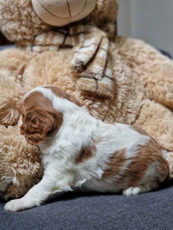 Chanel Cavalier King Charles Spaniel Chanel Cavalier King Charles Spaniel