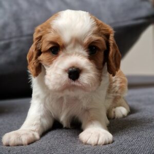 Chanel Cavalier King Charles Spaniel Chanel Cavalier King Charles Spaniel
