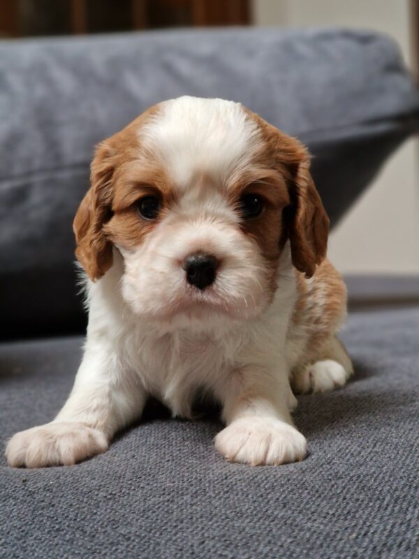 Chanel Cavalier King Charles Spaniel Chanel Cavalier King Charles Spaniel
