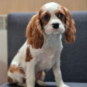 Chanel Cavalier King Charles Spaniel Chanel Cavalier King Charles Spaniel