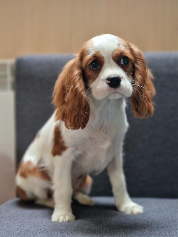 Chanel Cavalier King Charles Spaniel Chanel Cavalier King Charles Spaniel