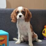 Chanel-male-Cavalier-King-Charles-Spaniel-puppy-for-sale-1 (2)