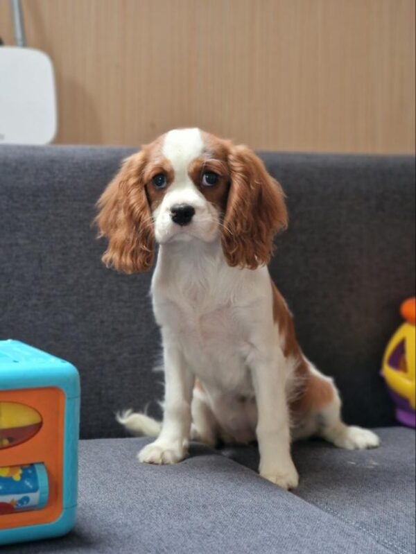 Chanel Cavalier King Charles Spaniel Chanel Cavalier King Charles Spaniel