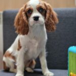Chanel-male-Cavalier-King-Charles-Spaniel-puppy-for-sale-1 (3)
