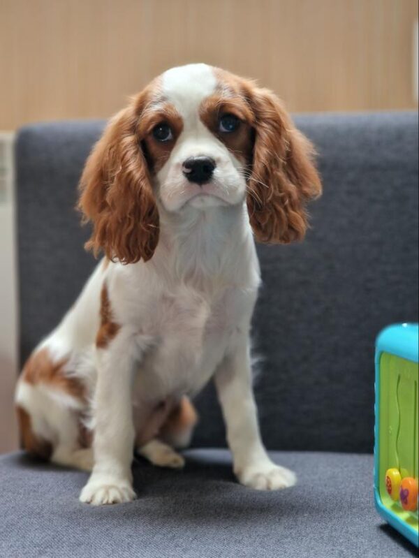 Chanel Cavalier King Charles Spaniel Chanel Cavalier King Charles Spaniel