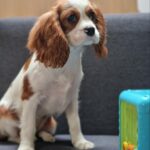 Chanel-male-Cavalier-King-Charles-Spaniel-puppy-for-sale-1 (4)