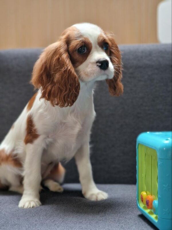 Chanel Cavalier King Charles Spaniel Chanel Cavalier King Charles Spaniel