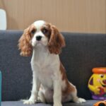 Chanel-male-Cavalier-King-Charles-Spaniel-puppy-for-sale-1 (5)