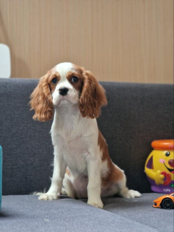 Chanel Cavalier King Charles Spaniel Chanel Cavalier King Charles Spaniel