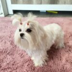Charmee-female-Maltese-puppy-for-sale-1