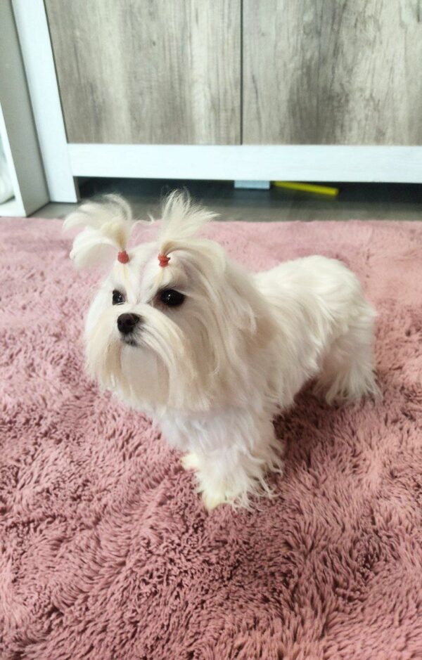 Charmee Maltese Charmee Maltese