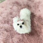 Charmee-female-Maltese-puppy-for-sale-2