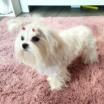 Charmee-female-Maltese-puppy-for-sale-3