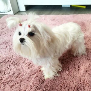 Charmee Maltese Charmee Maltese