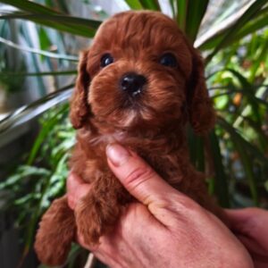 Chico Toy Poodle