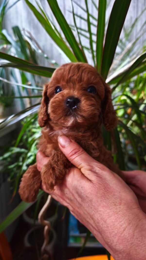 Chico Toy Poodle Chico Toy Poodle