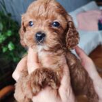 Chico-female-toy-poodle-puppy-for-sale-1 (2)