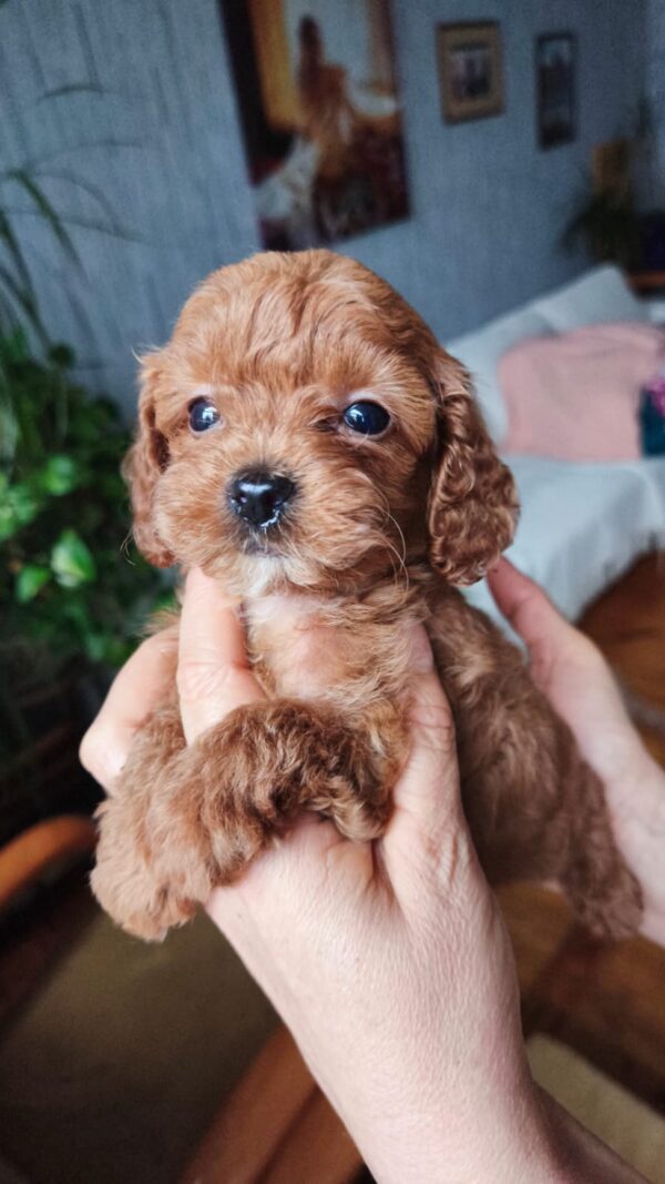 Chico Toy Poodle Chico Toy Poodle