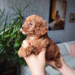 Chico-female-toy-poodle-puppy-for-sale-1 (4)