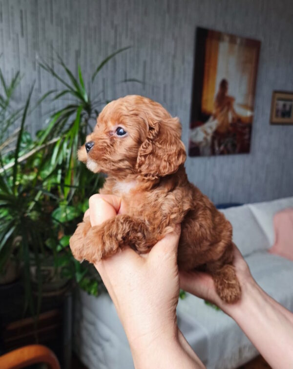 Chico Toy Poodle Chico Toy Poodle