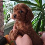 Chico-female-toy-poodle-puppy-for-sale-1 (5)