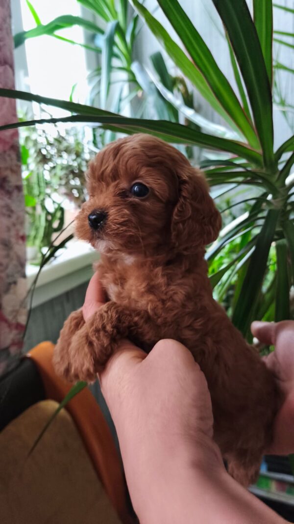 Chico Toy Poodle Chico Toy Poodle