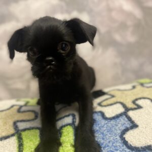 Christmas Brussels Griffon