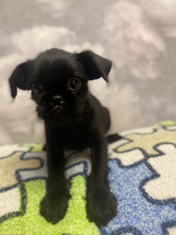 Christmas Brussels Griffon Christmas Brussels Griffon