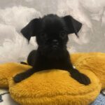 Christmas-male-Belgian-Griffon-puppy-for-sale-1 (2)