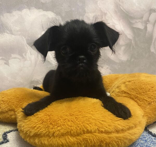 Christmas Brussels Griffon Christmas Brussels Griffon